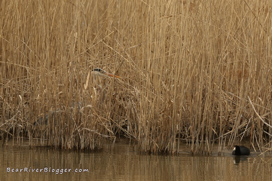 great blue heron stalking fish in the water behind a wall of phragmite on the bear river migratory bird refuge auto tour route.