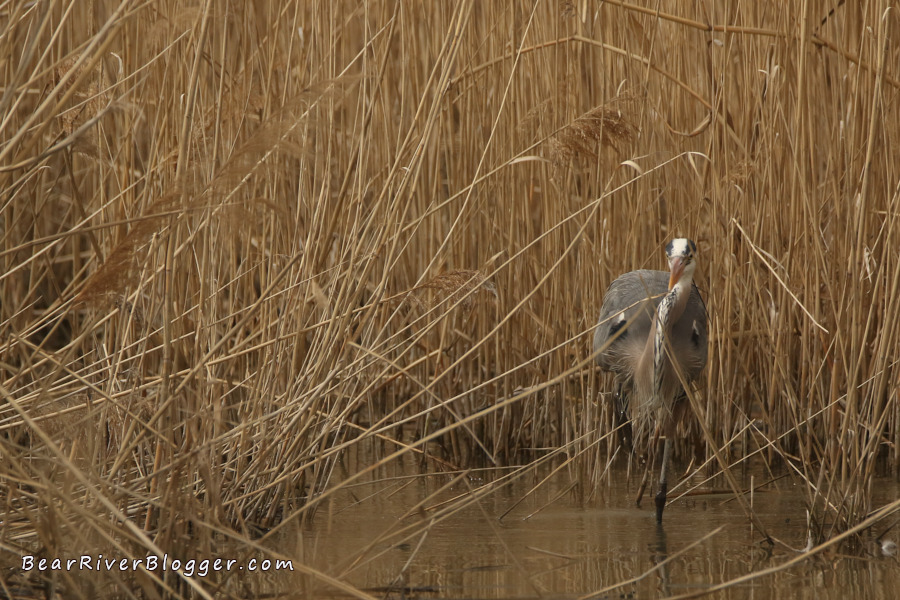 great blue heron wading the shallow waters on the bear river migratory bird refuge