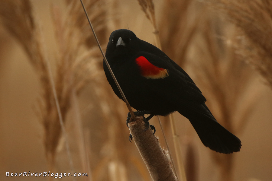 red-winged blackbird perched on a cattail stalk on the bear river migratory bird refuge