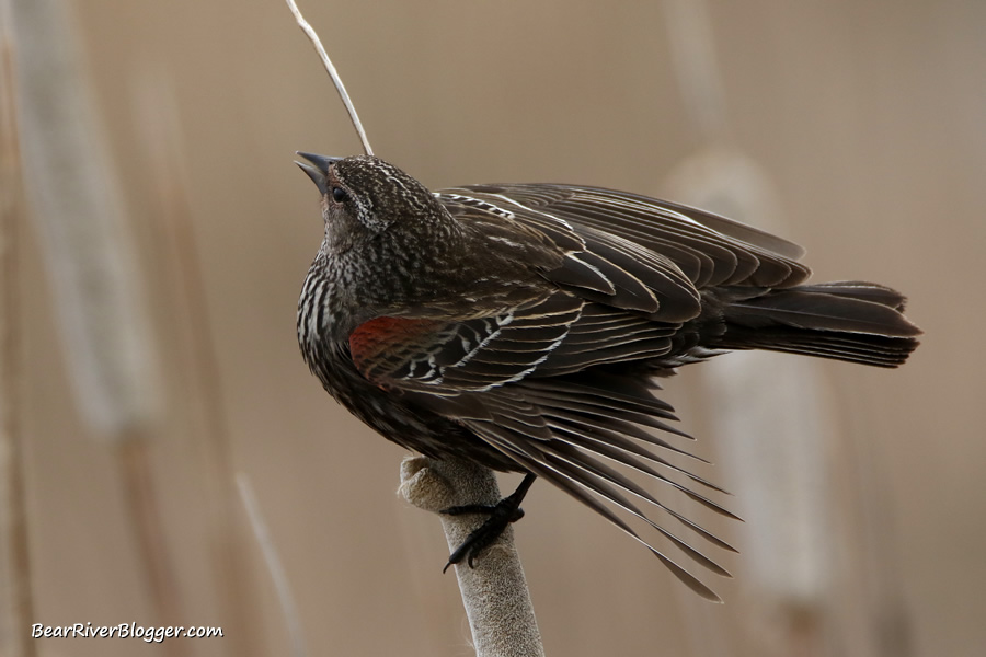 female red-winged blackbird perched on a cattail calling.