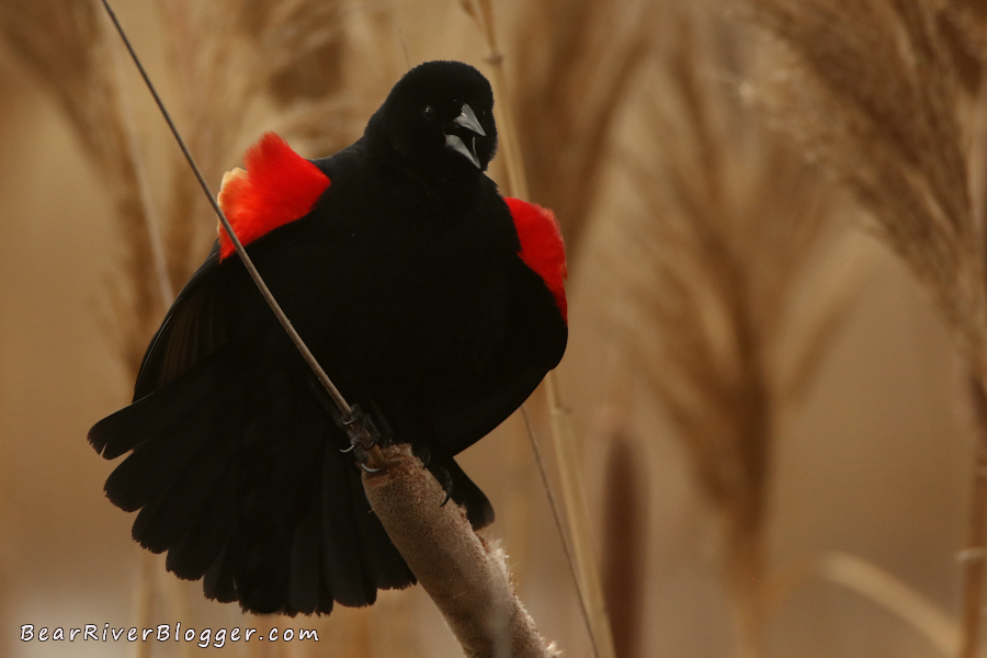 red-winged blackbird singing while perched on a cattail.