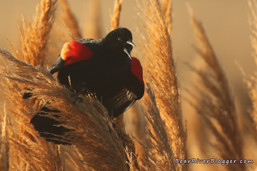 male red-singed blackbird perched on phragmites singing to defend its territory.