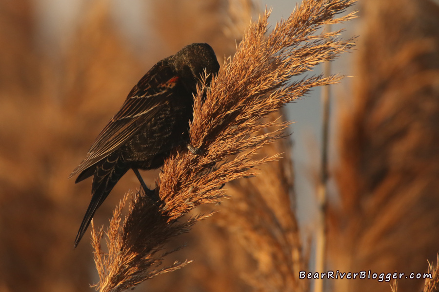 female red-winged blackbird eating phragmites seeds.