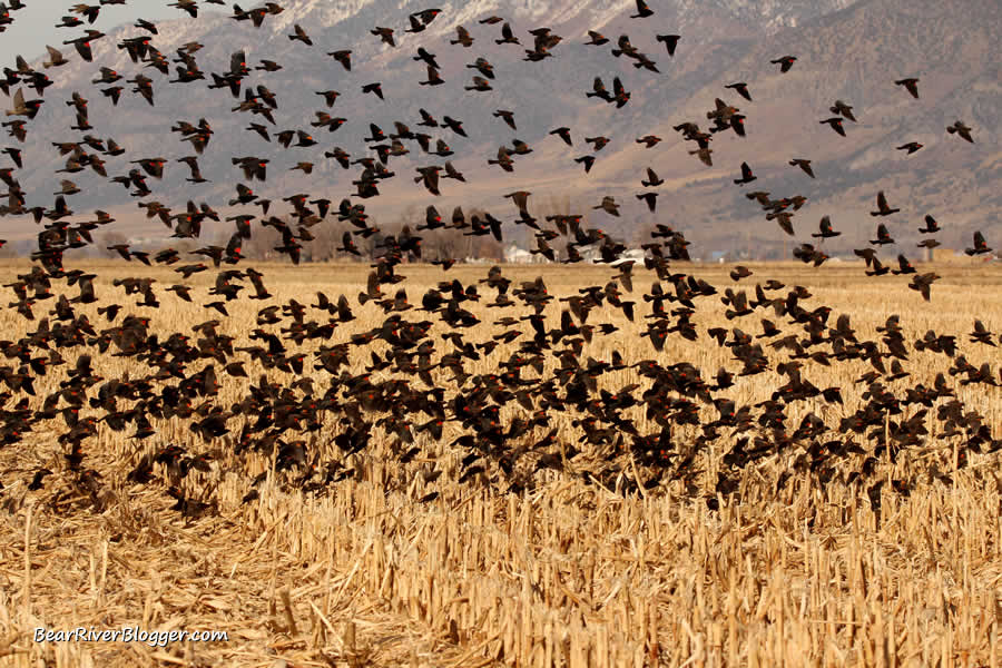 large flock of red-winged blackbirds landing in a corn field near the bear river migratory bird refuge to feed.