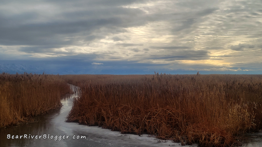 large stands of phragmites on the bear river migratory bird refuge auto tour route.