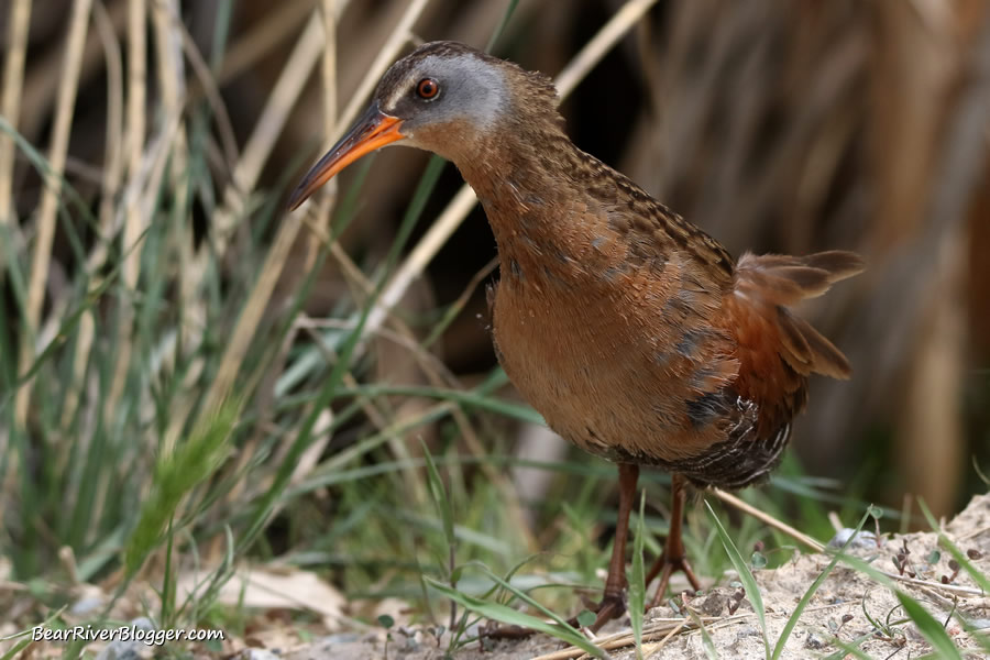 virginia rail standing in front of some wetland cover.