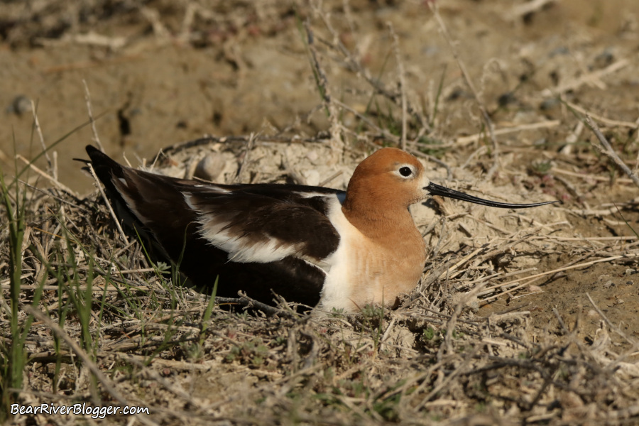 American avocet on a nest.