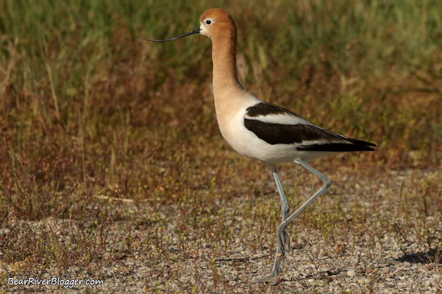 Adult American avocet.