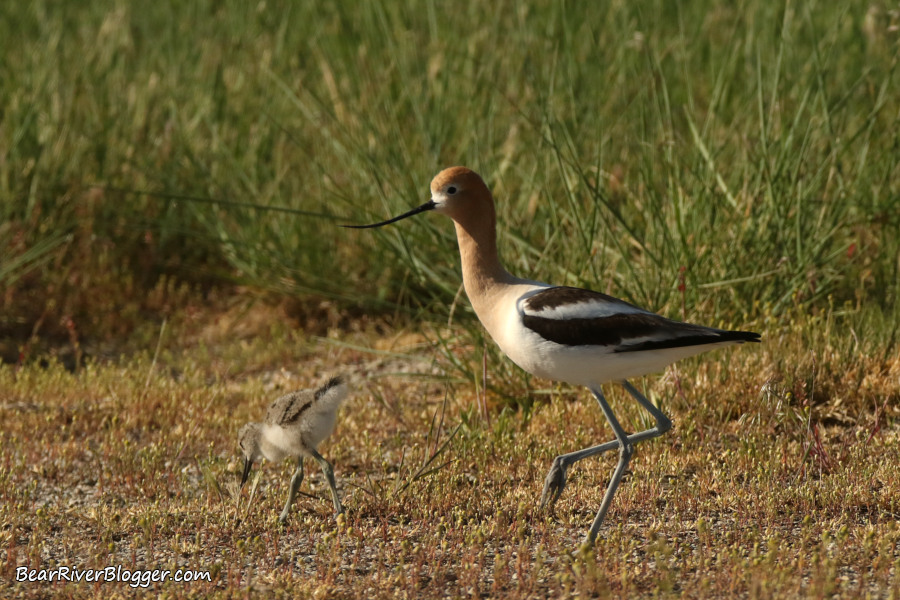 American avocet with a newly hatched chick.