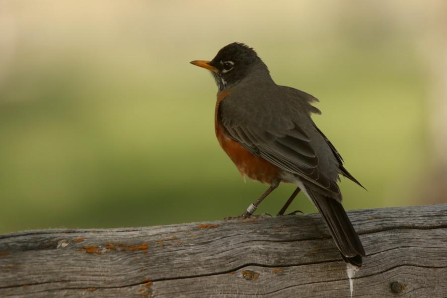 American robin sitting on a wooden fence post with a leg band on its left leg.