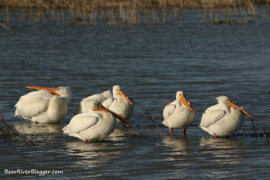 a flock of American white pelicans standing in shallow water on the Bear River Migratory Bird Refuge.