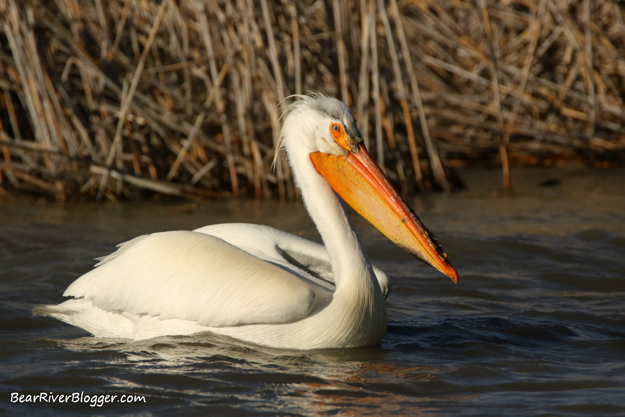 Solitary pelican swimming in the water on the Bear River Migratory Bird Refuge.