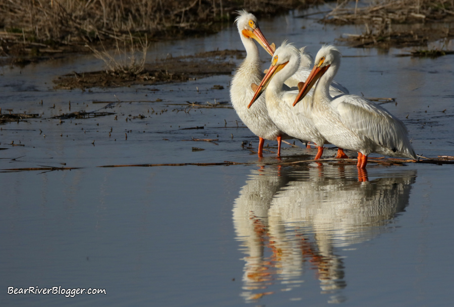 Three American white pelicans standing in shallow water.
