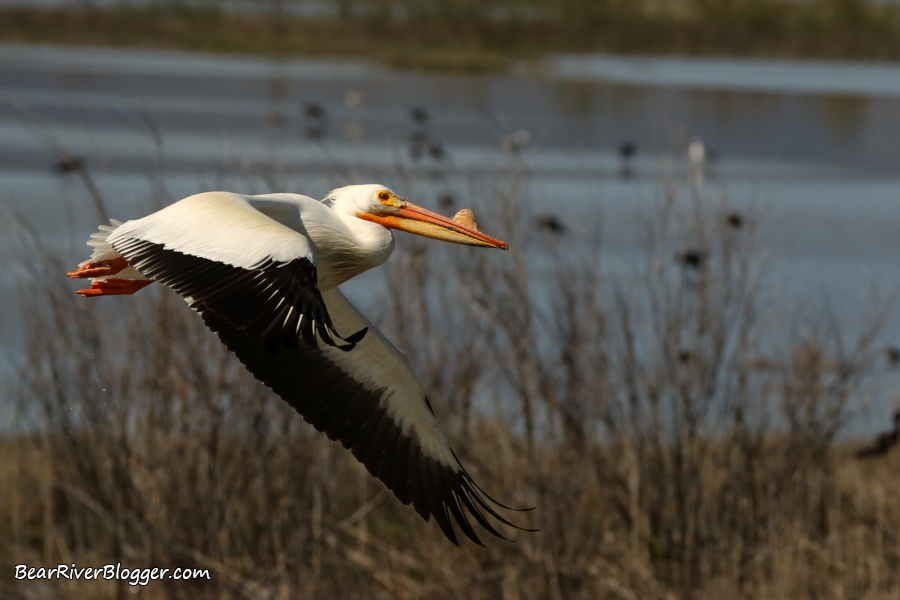 Side view of an American white pelican on the wing.
