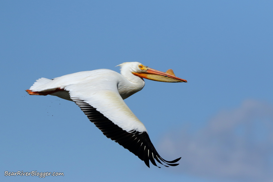 American white pelican flying against a blue sky on the Bear River Migratory Bird Refuge.