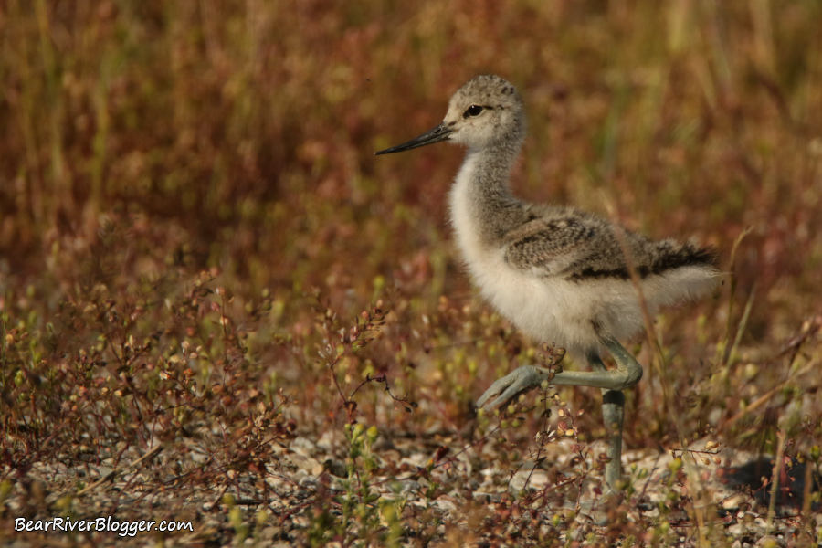 American avocet chick