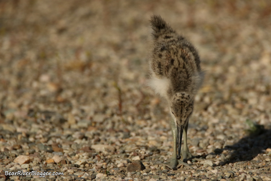 American avocet chick eating a roly-poly bug.