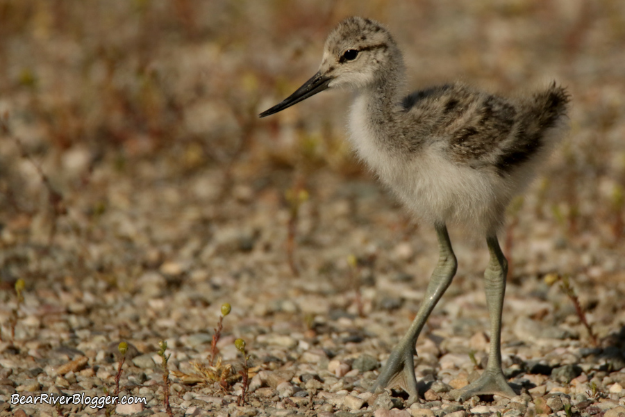 American avocet chick on the Bear River Migratory Bird Refuge.