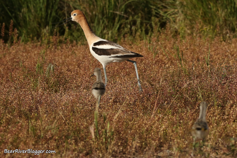 A family of American avocets on the Bear River Migratory Bird Refuge.