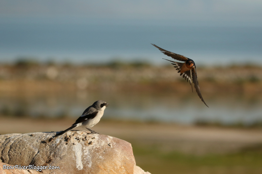 loggerhead shrike being dive-bombed by a barn swallow.