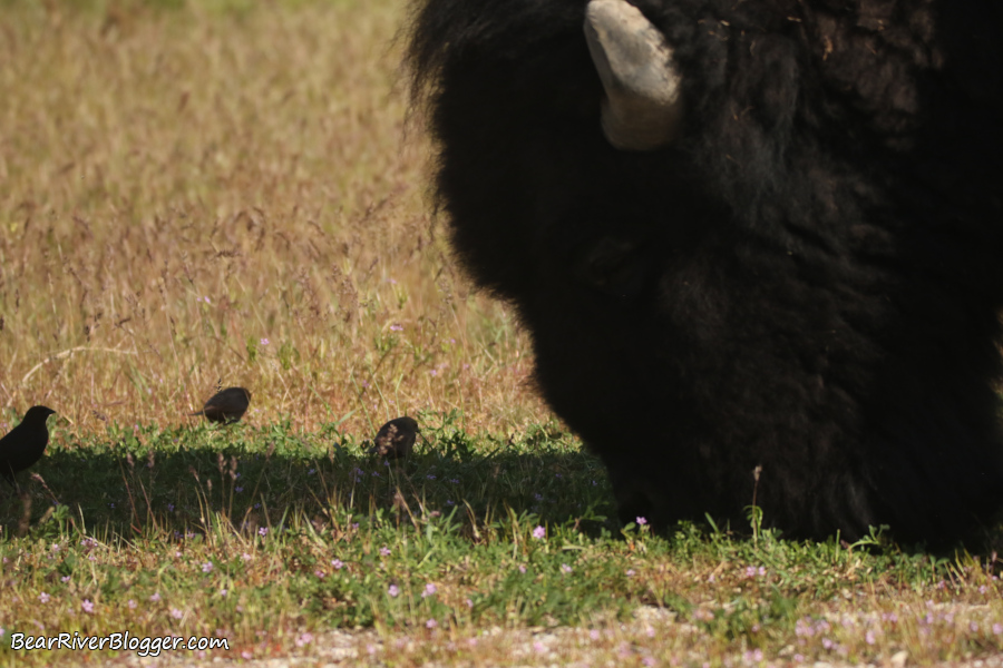 cowbirds following a bison as it grazes