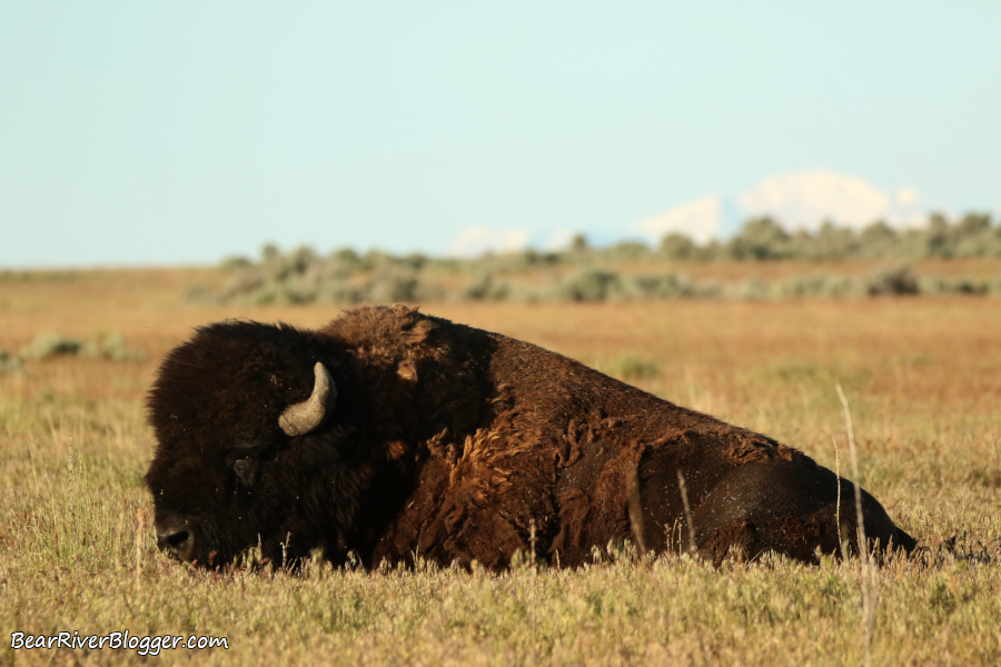 bison bull laying down in the grass on antelope island.