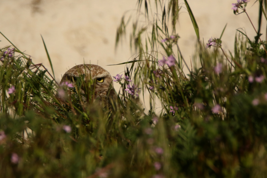 burrowing owl by its burrow on antelope island