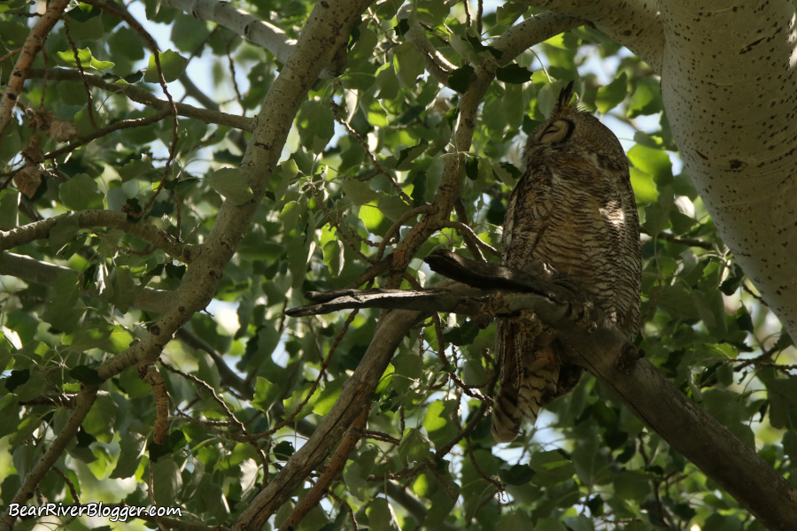 great horned owl in a tree at Antelope Island