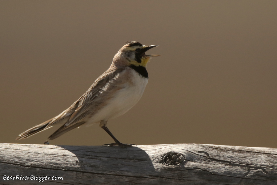 Horned lark sitting on a wooden fence rail.