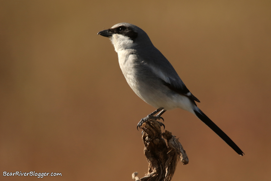 loggerhead shrike on a wooded perch.