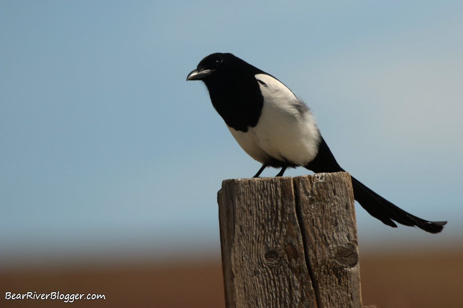 Magpie perched on an old post on Antelope Island.