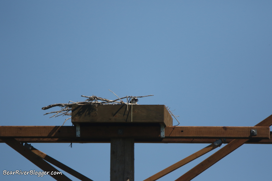 Osprey on a nesting platform in Brigham City, Utah.