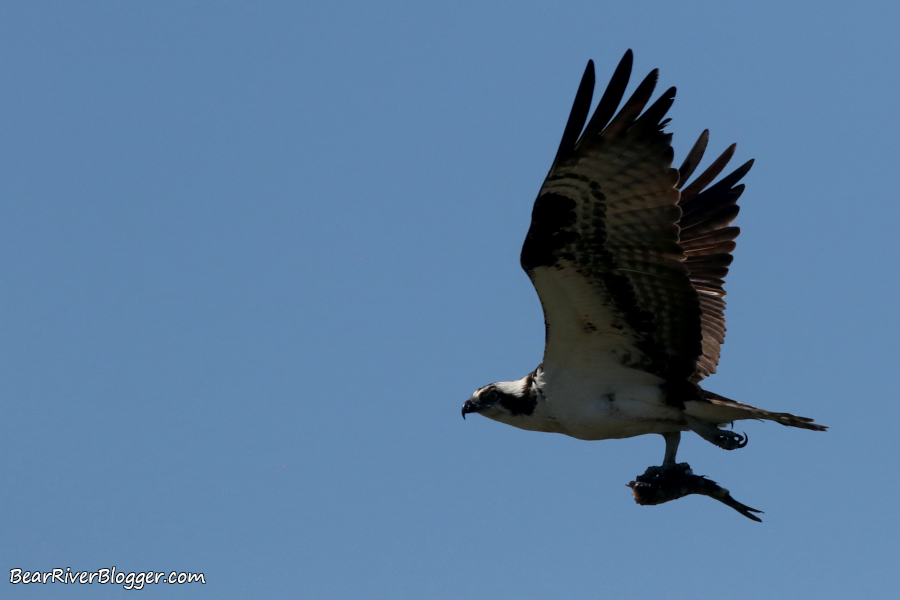 Osprey flying with a fish in its talons.