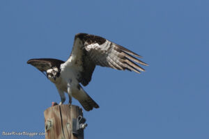 Osprey standing on a pole with a fish.