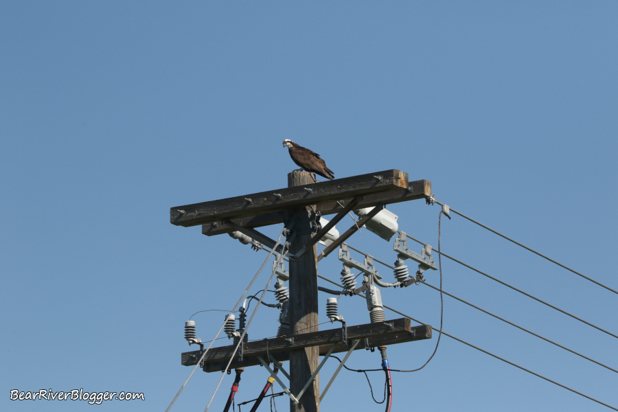 Osprey on a power pole.