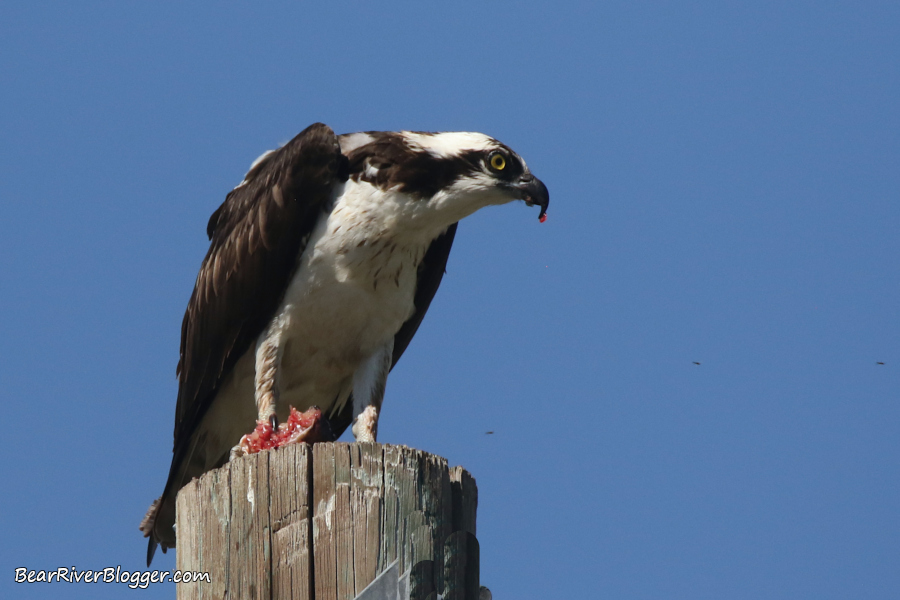 Osprey on a pole eating a fish.