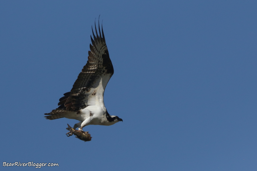 Osprey flying with a fish in its talons.