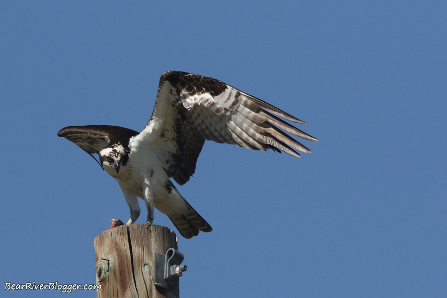 This Particular Osprey Nest Shows Us Nature And Civilization Don’t Always Have To Clash.