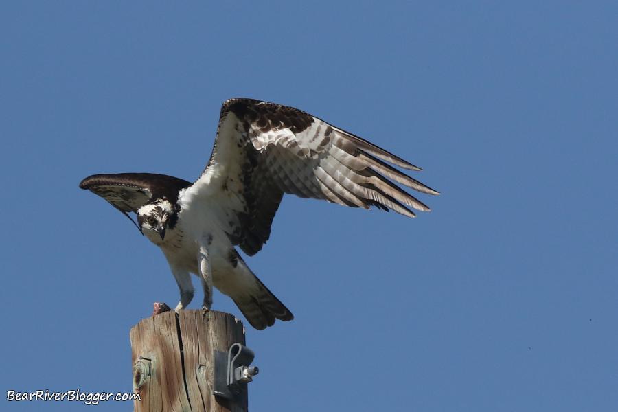 Osprey standing on a pole with a fish.