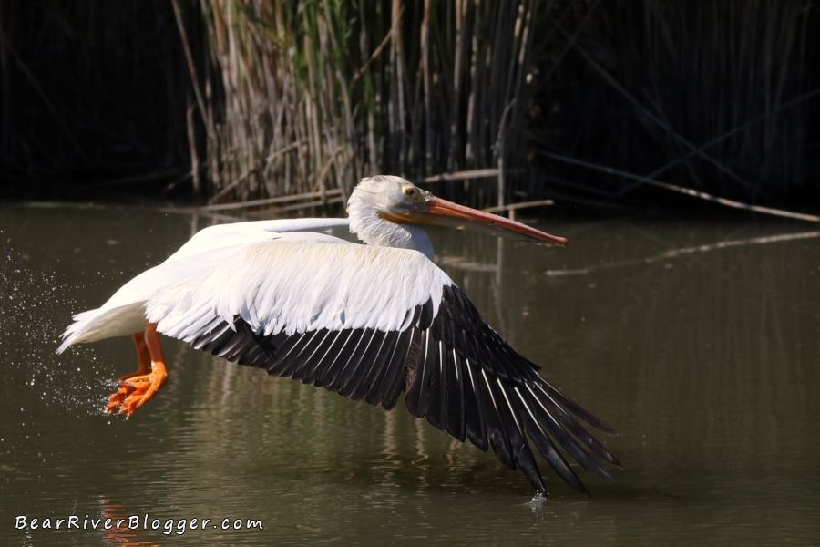 Pelican flying low over the water.