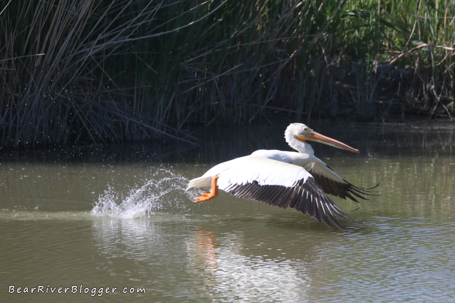 original pelican image with no editing done to it.