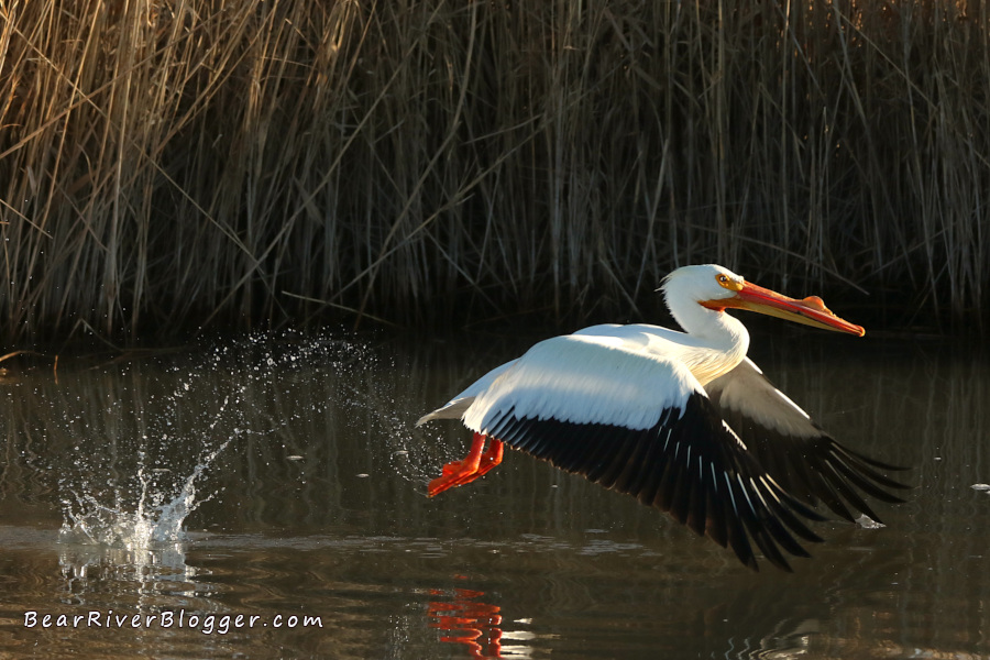 American white pelican taking off from the water.
