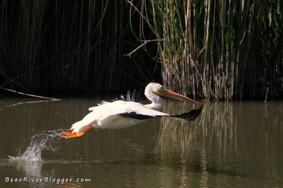 American white pelican taking off from the water on the Bear River Migratory Bird Refuge auto tour route.