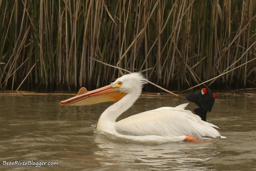 Red-winged blackbird chasing a pelican on the Bear River Migratory Bird Refuge.