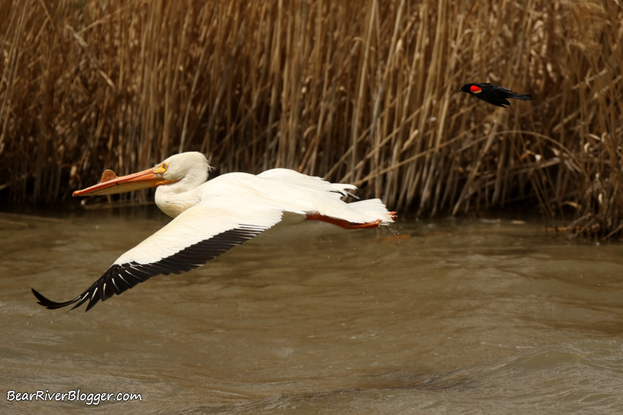 Male red-winged blackbird chasing a pelican.