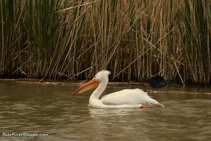 American white pelican getting harassed and chased by a male red-winged blackbird.