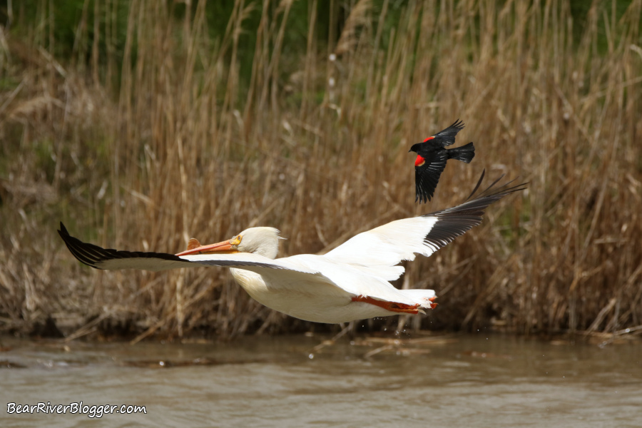 red-winged blackbird chasing a pelican on the bear river migratory bird refuge.