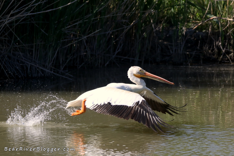 American white pelican taking off from the water.