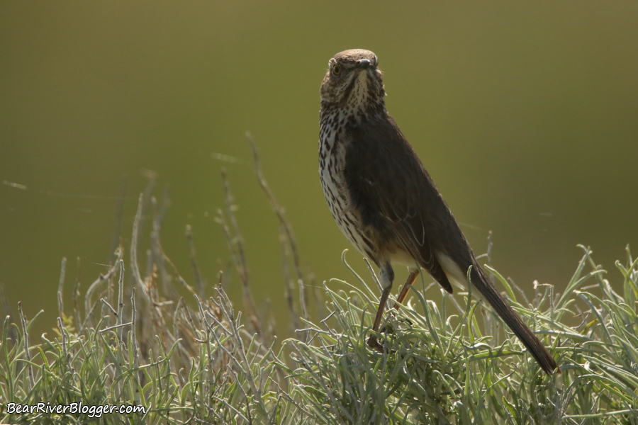 sage thrasher on a bush on antelope island