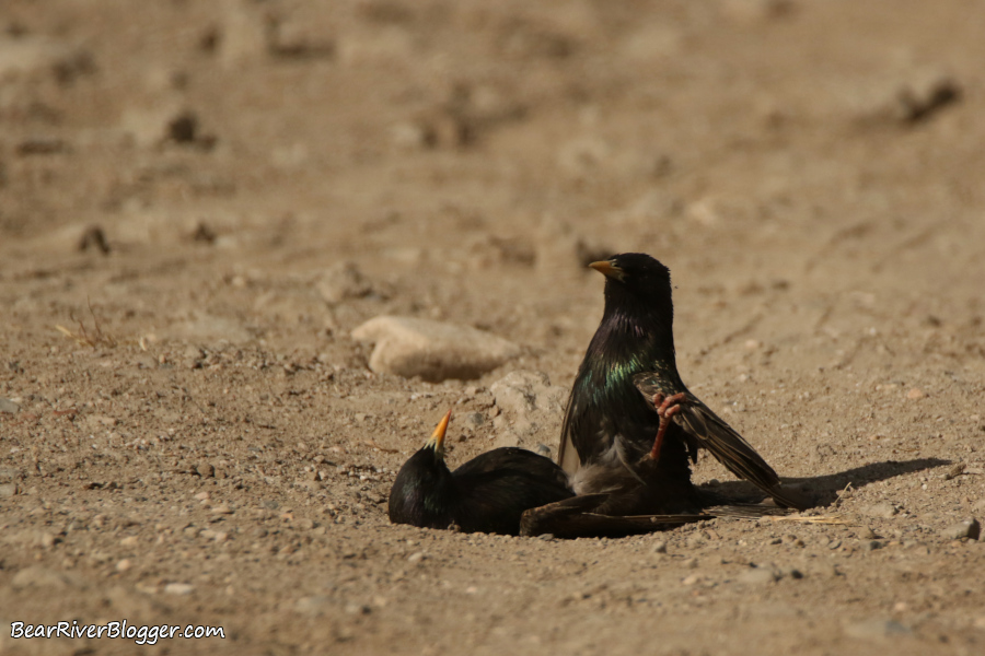 European starlings on the ground.